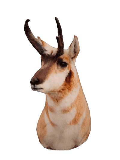 diy antelope hunting tips | Pure Hunting