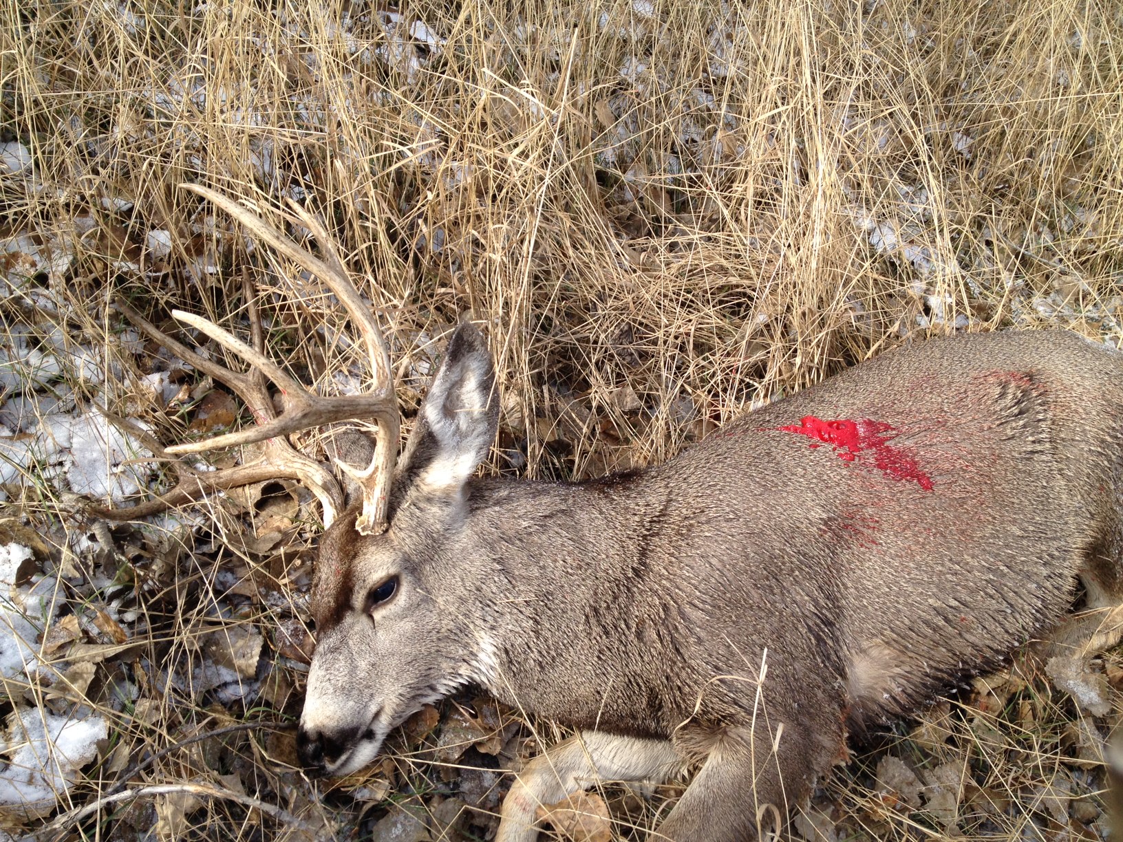 Mule Deer Hunting Tips and Tactics