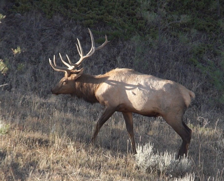 montanaelkbowhunting_FEATURE Pure Hunting