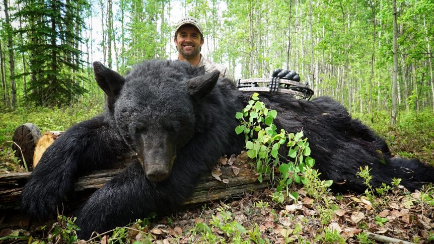 colorado black bear hunting | Pure Hunting